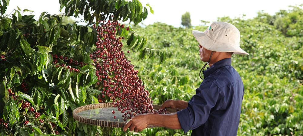 Plan Nescafé es una iniciativa que se originó en 2010 y ha capacitado a más de 100 mil productores mexicanos .