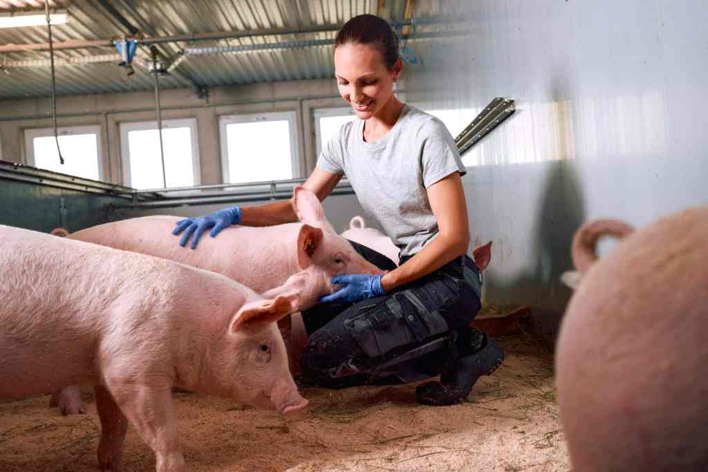 Se trata de TwistPak que presentó Boehringer Ingelheim Salud Animal para la prevención del circovirus porcino tipo 2 (PCV2) y neumonía por Mycoplasma hyopneumoniae.