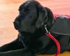 4to Seminario Mars PetNutrition Perro