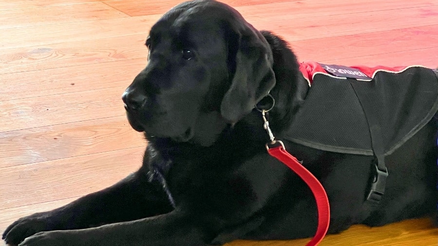 4to Seminario Mars PetNutrition Perro (1) | Ideas de Negocios TV 4to Seminario Mars PetNutrition Perro