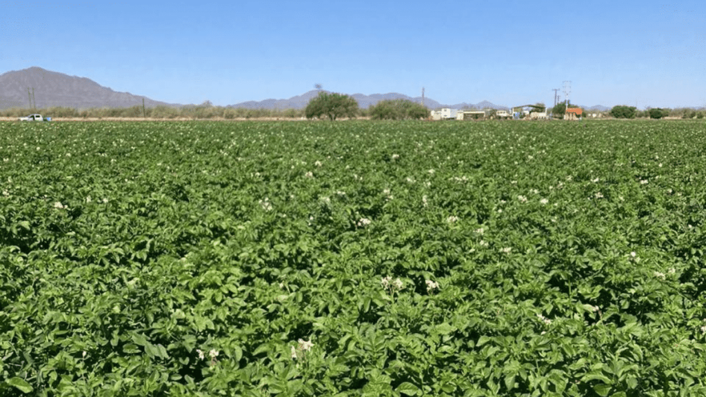 IdeasDeNegocios Imagen - 2025-07-30T154133.467 | Ideas de Negocios TV